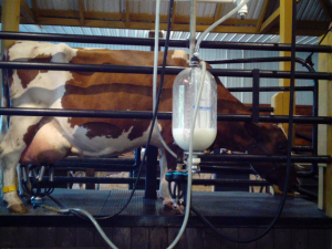 Cow being milked